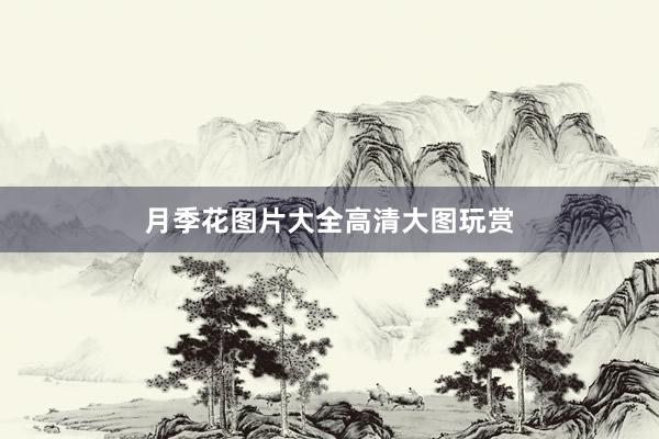 月季花图片大全高清大图玩赏