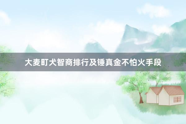 大麦町犬智商排行及锤真金不怕火手段